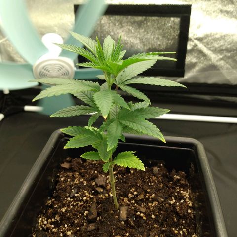 Azulina growlog timeline photo