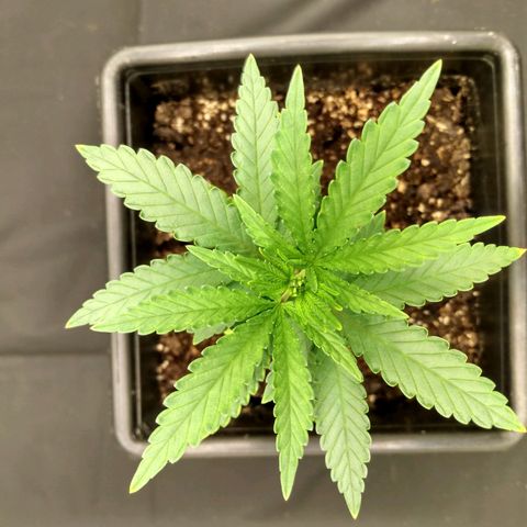 Azulina growlog timeline photo