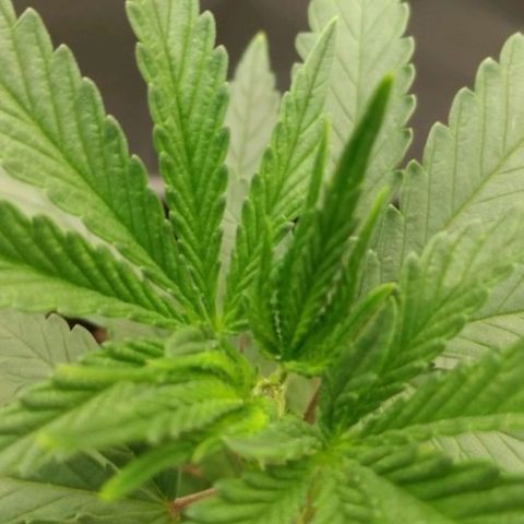 Azulina growlog timeline photo
