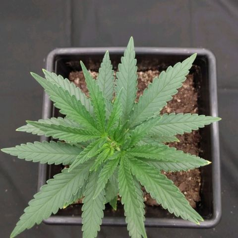 Azulina growlog timeline photo