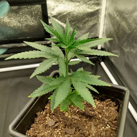 Azulina growlog timeline photo