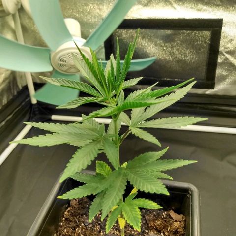 Azulina growlog timeline photo