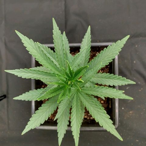 Azulina growlog timeline photo