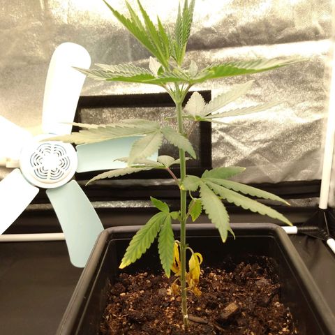 Azulina growlog timeline photo