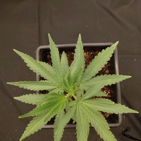Azulina growlog timeline photo