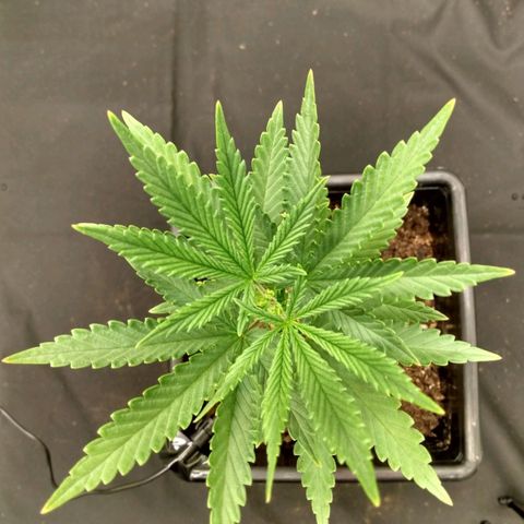 Azulina growlog timeline photo