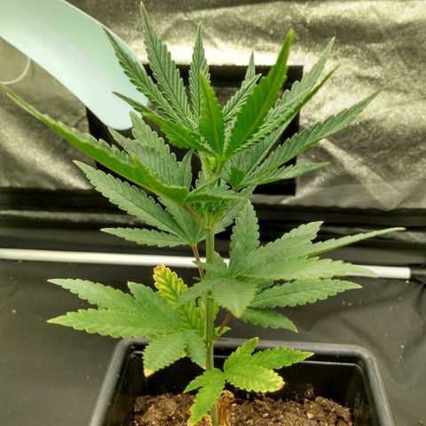 Azulina growlog timeline photo