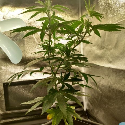 Azulina growlog timeline photo