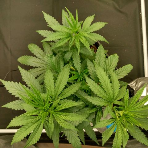 Azulina growlog timeline photo