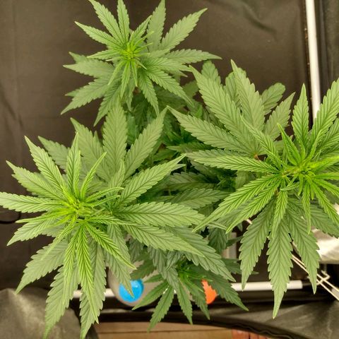 Azulina growlog timeline photo