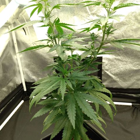 Azulina growlog timeline photo