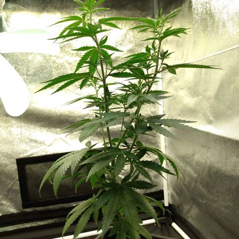 Azulina growlog timeline photo