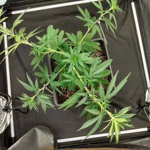 Azulina growlog timeline photo
