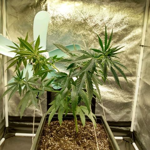 Azulina growlog timeline photo