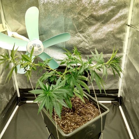 Azulina growlog timeline photo