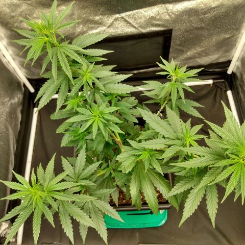 Azulina growlog timeline photo