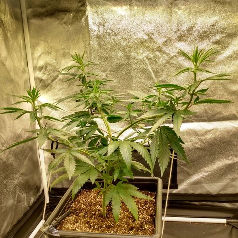 Azulina growlog timeline photo