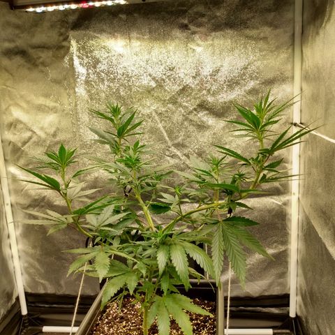 Azulina growlog timeline photo