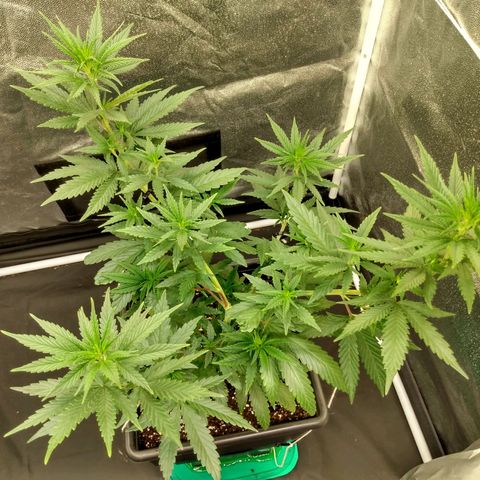 Azulina growlog timeline photo