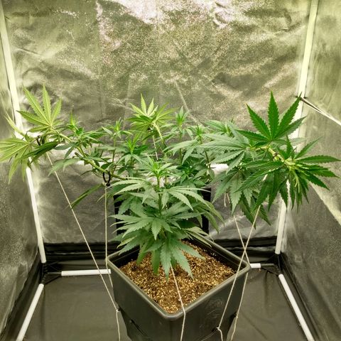 Azulina growlog timeline photo
