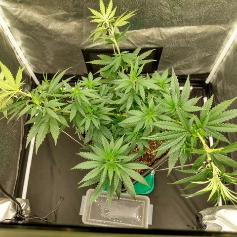 Azulina growlog timeline photo