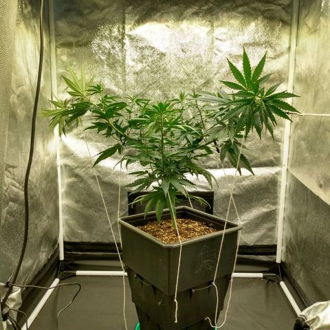 Azulina growlog timeline photo