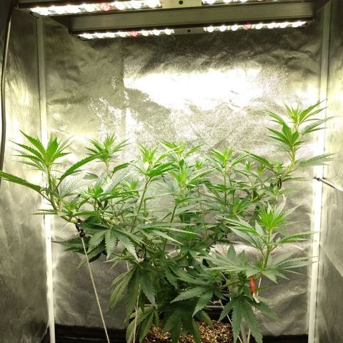 Azulina growlog timeline photo