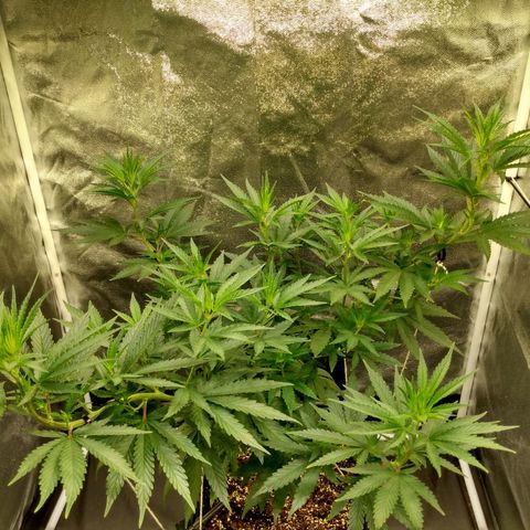 Azulina growlog timeline photo
