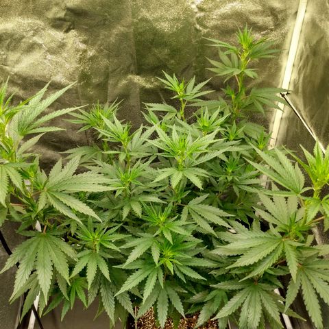 Azulina growlog timeline photo