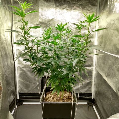 Azulina growlog timeline photo