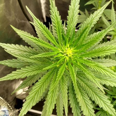 Azulina growlog timeline photo