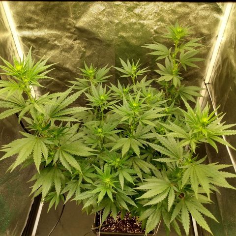Azulina growlog timeline photo