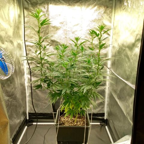 Azulina growlog timeline photo
