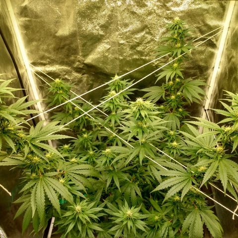 Azulina growlog timeline photo