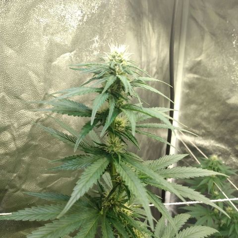 Azulina growlog timeline photo
