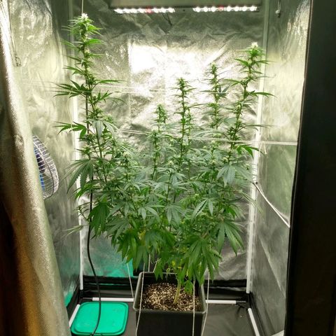 Azulina growlog timeline photo