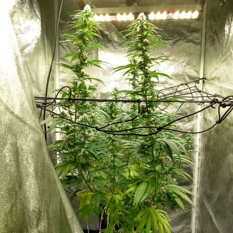 Azulina growlog timeline photo