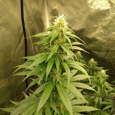 Azulina growlog timeline photo