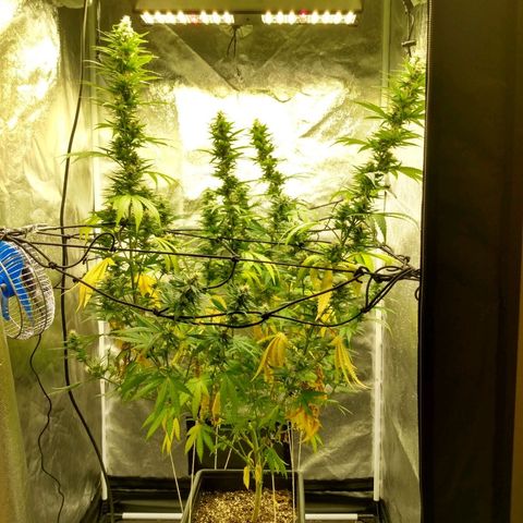 Azulina growlog timeline photo