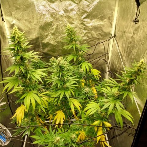 Azulina growlog timeline photo