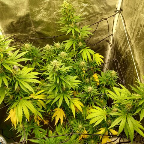 Azulina growlog timeline photo
