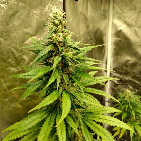 Azulina growlog timeline photo