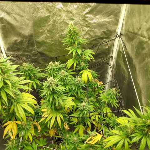 Azulina growlog timeline photo