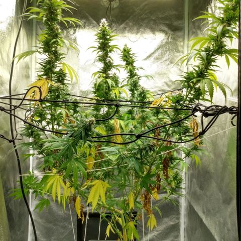 Azulina growlog timeline photo