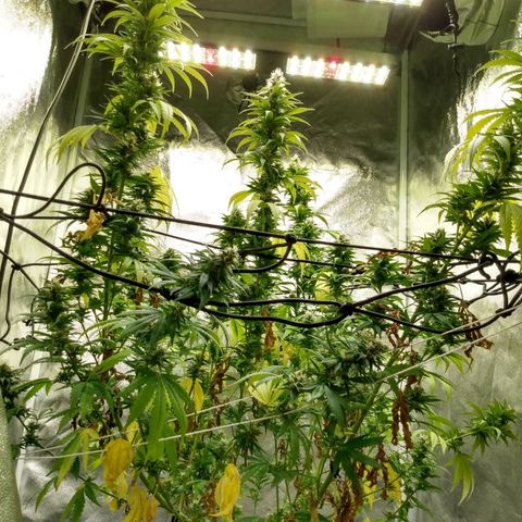 Azulina growlog timeline photo