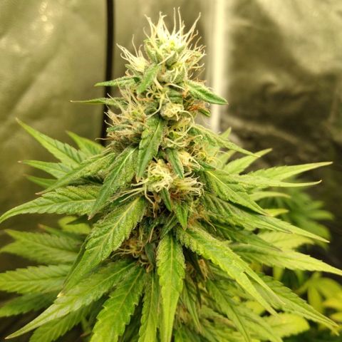 Azulina growlog timeline photo
