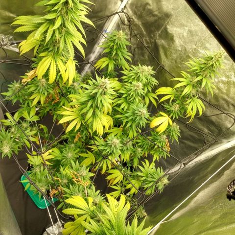 Azulina growlog timeline photo