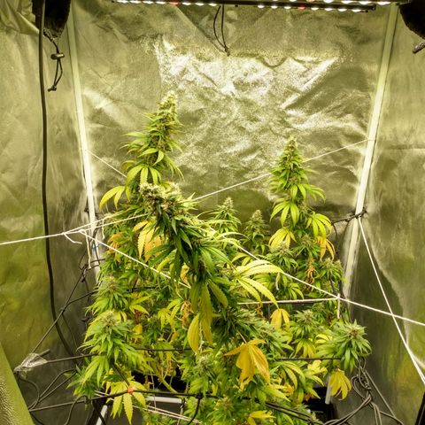 Azulina growlog timeline photo