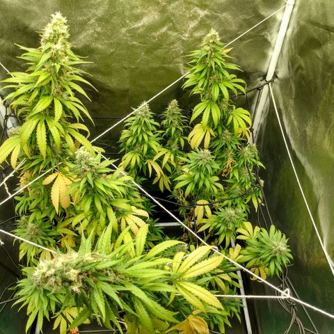 Azulina growlog timeline photo