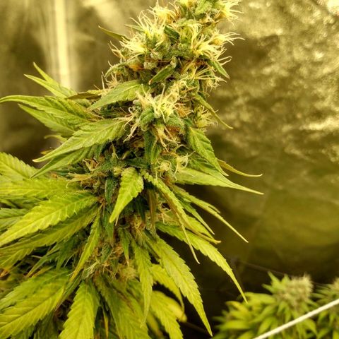 Azulina growlog timeline photo